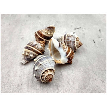 Common Crown Conch Seashells Melongena Corona (5 s