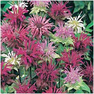 Monarda Panorama Mixed WILDLIFE GARDEN 75 sēklas, 