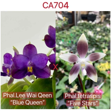 CA704 - Fragrant Phalaenopsis Orchids | Unique Seq