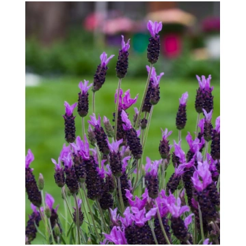 Lavandula stoechas Purple | A.M. ozoli