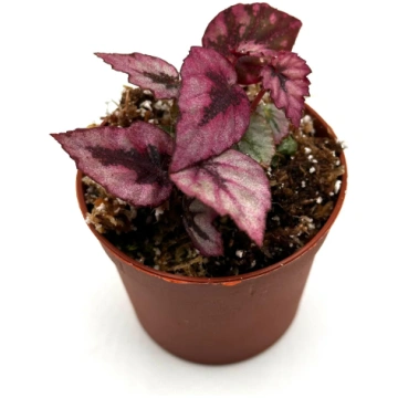 Begonia rex (red form) - Baby