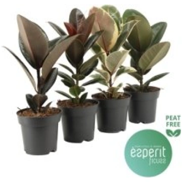 Telpaugi Ficus el. (fikuss)