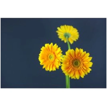 Gerbera Radler