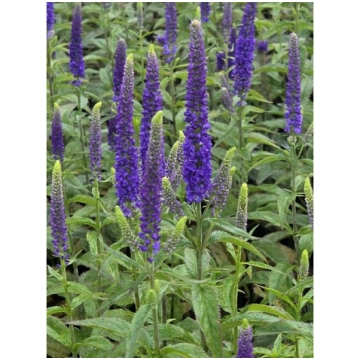 Veronica longifolia 'First Glory'®, P11 