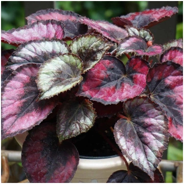 BEGONIA REX Italian Cresties Shop