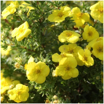 Potentilla fruticosa 'Kobold' Parastā kl
