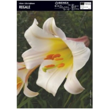 LILIJAS REGALE R-RINKINIAI-PAVASARIS