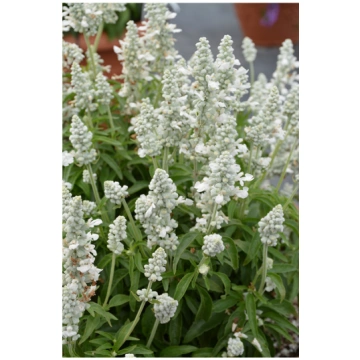 Salvija miltainā "Evolution White" 250s Darzinam.l