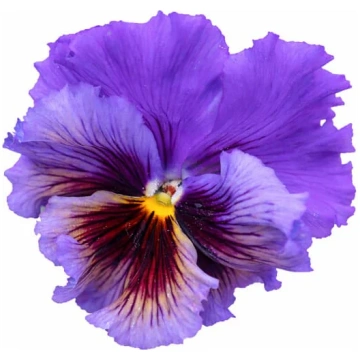 Viola x wittrockiana Frizzle Sizzle Yellow Blue Sw