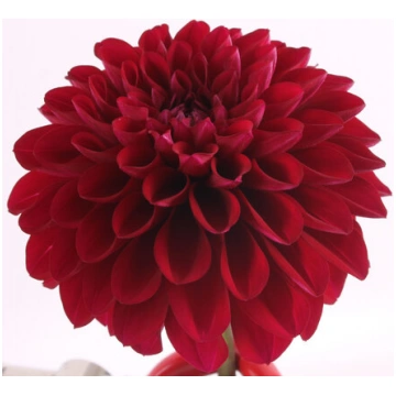 DAHLIA LABELLA Medio Dark Red