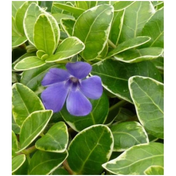 Vinca minor 'Aureovariegata' (Mazā kapmi