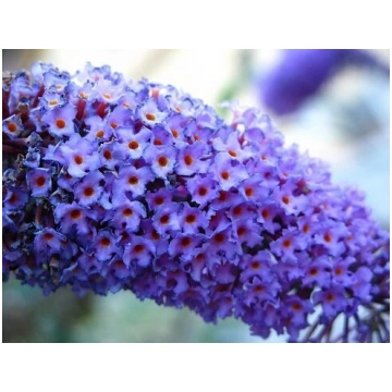Buddleja davidii REVE DE PAPILLON BLUE