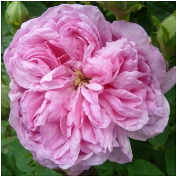 Rozā - vēsturiskā - damaskas roze - intensīvi smar