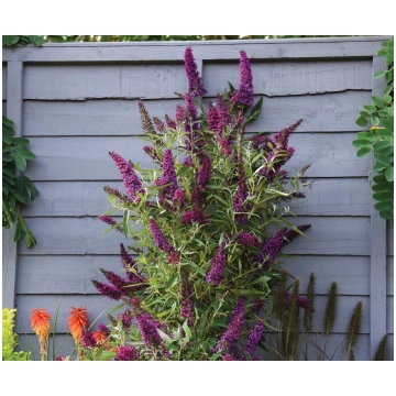 Buddleja davidii BUTTERFLY TOWER