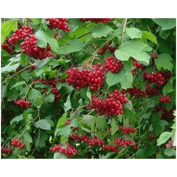 IRBENE
