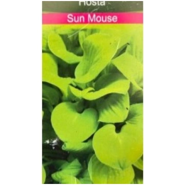 HOSTA SUN MOUSE KITI UŽSIENIO