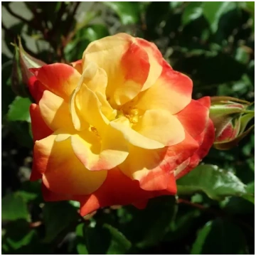 Dzeltena - sarkana - dobes floribundroze - maigi s