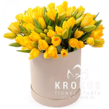 dzeltena tulpe kastē Stilīga kastīte