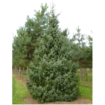 Serbijas egle(Picea omorica)