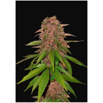 Fast Buds - C4 Auto - 10 Semi