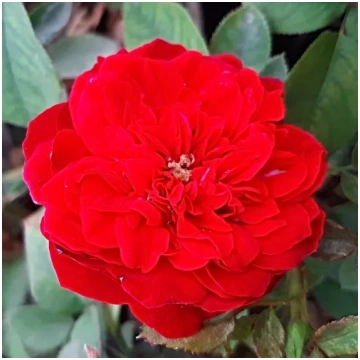 Sarkana - dobes floribundroze - maigi smaržīga roz