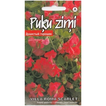 Puķu zirņi l/z Villa Roma Scarlet sēklas 1gr Kurze