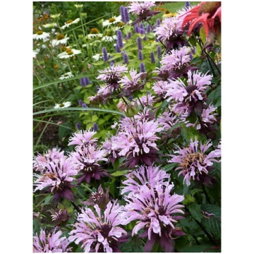 Monarda 'Beauty of Cobham', P11 Monarda