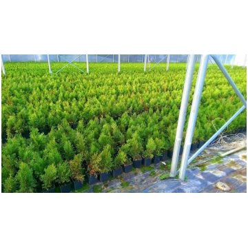 zimmerpflanze palme Chamaedorea elegans (Goldpalme), 4er-Set im Korb – kleine Zimmerpflanze