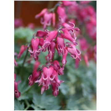 Dicentra formosa Red Fountain I | A.M. ozoli