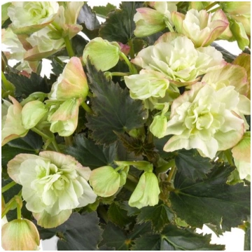 BEGONIA COTTAGE Frivola Magic