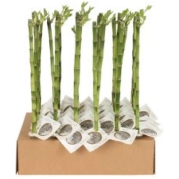 Telpaugi Dracaena sand.Lucky Bamboo(dracēna)