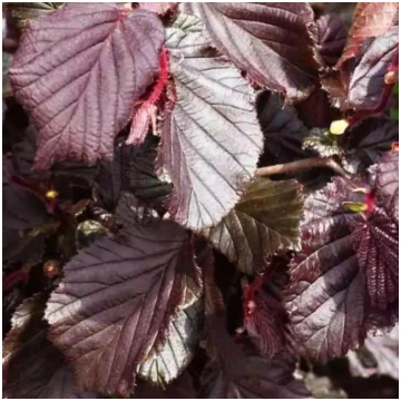 Lazda, parastā "Anny"s Red Dwarf" /corylus avellan