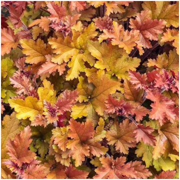 HEUCHERA Creme Brulee