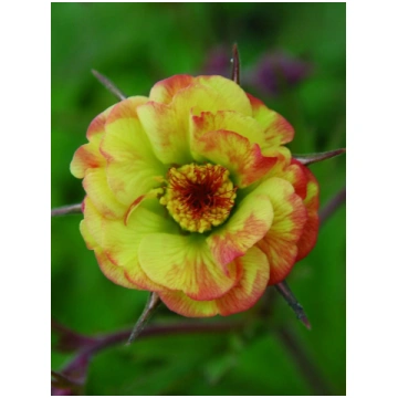 Geum subspecies Tequila Sunrise I | A.M. ozoli
