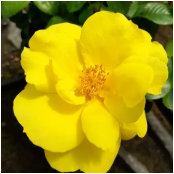 Dzeltena - dobes floribundroze - nesmaržīga roze -