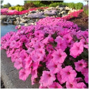 Petunia x atkinsiana - Petūnijas Vista