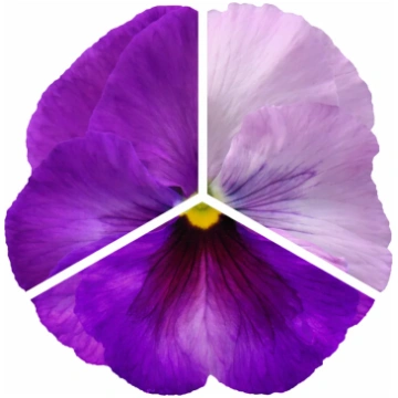 Viola x wittrockiana Inspire® Plus Lavender Blotch