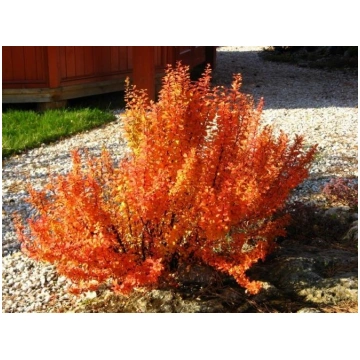 Berberis thunbergii 'Orange Ice' (Bārbel