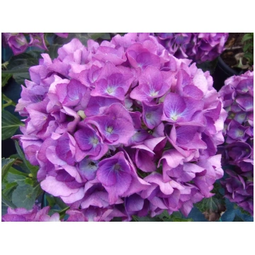 Hydrangea macrophylla Renate Steiniger-Lake San Ma