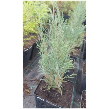 Juniperus sabina 'Tamariscifolia' (Kazak