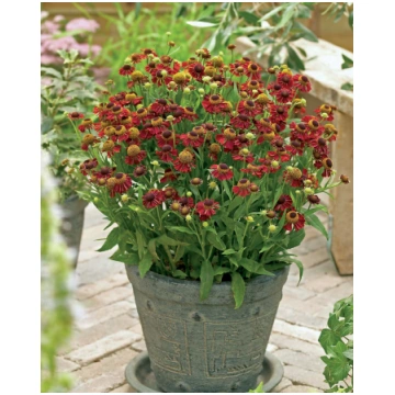 Helenium subspecies Ruby Tuesday I | A.M. ozoli
