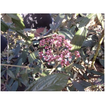 Viburnum x pragense Donnadipiante - Vendita piante
