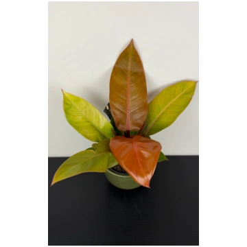 Philodendron Prince of orange Augi-Plants
