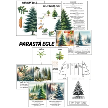 Parastā egle - Mācību materiāli Pirmsskola
