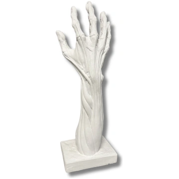 ĢIPŠA FIGŪRA - ANATOMISKĀ ROKA