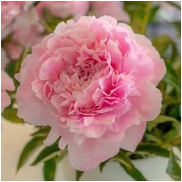 Peonija pienziedu Dinner Plate /Paeonia lactiflora
