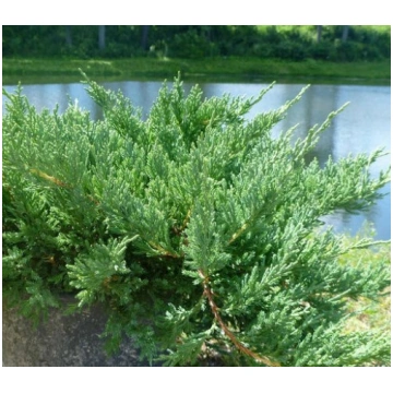 Juniperus sargentii (Sārdženta kadiķis), konteiner