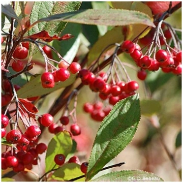 Aronija, sarkanā ,,Brilliant,, /Aronia arbutifolia