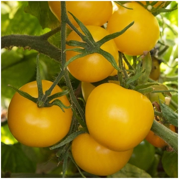 Tomāti GOLDEN KONIGIN, 0.3 g