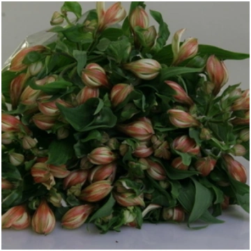 Ziedi - Alstromerija "Blush"